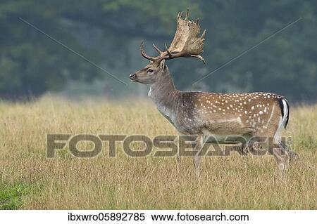 Strong shoveler of the Fallow deer ( dama dama) Klamptenborg, Copenhagen, Denmark, Europe View Large Photo Image Stock Photography - Strong shoveler of the Fallow deer ( dama dama) Klamptenborg, Copenhagen, Denmark, Europe. Fotosearch