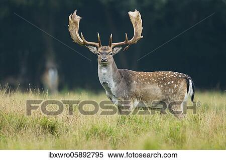 Strong shoveler of the Fallow deer ( dama dama) Klamptenborg, Copenhagen, Denmark, Europe View Large Photo Image Stock Photography - Strong shoveler of the Fallow deer ( dama dama) Klamptenborg, Copenhagen, Denmark, Europe. Fotosearch