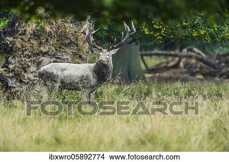 Strong white red deer ( Cervus elaphus) in rut, Klamptenborg, Copenhagen, Denmark, Europe View Large Photo Image Picture - Strong white red deer ( Cervus elaphus) in rut, Klamptenborg, Copenhagen, Denmark, Europe. Fotosearch