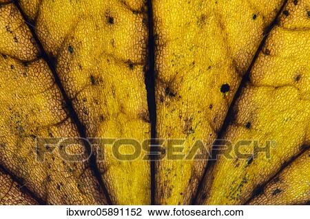 Structure of a yellowish, autumnally coloured leaf, leaf colouring, Oldenburger Münsterland, Emstek, Lower Saxony, Germany, Europe View Large Photo Image Stock Image - Structure of a yellowish, autumnally coloured leaf, leaf colouring, Oldenburger Münsterland, Emstek, Lower Saxony, Germany, Europe. Fotosearch