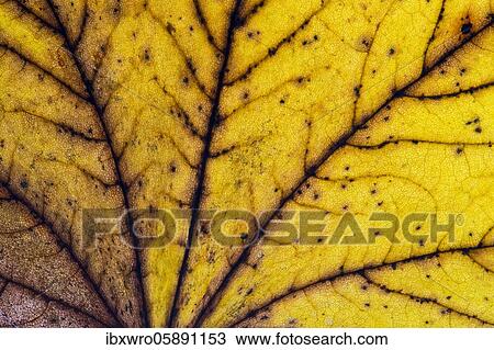 Structure of a yellowish, autumnally coloured leaf, leaf colouring, Oldenburger Münsterland, Emstek, Lower Saxony, Germany, Europe View Large Photo Image Stock Image - Structure of a yellowish, autumnally coloured leaf, leaf colouring, Oldenburger Münsterland, Emstek, Lower Saxony, Germany, Europe. Fotosearch