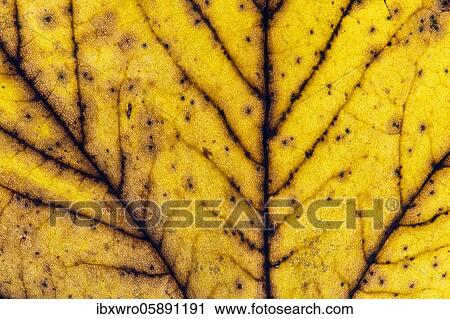 Structure of a yellowish, autumnally coloured leaf, leaf colouring, Oldenburger Münsterland, Emstek, Lower Saxony, Germany, Europe View Large Photo Image Stock Image - Structure of a yellowish, autumnally coloured leaf, leaf colouring, Oldenburger Münsterland, Emstek, Lower Saxony, Germany, Europe. Fotosearch