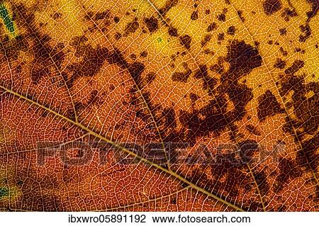Structure of an autumn leaf, Oldenburger Münsterland, Vechta, Lower Saxony, Germany, Europe View Large Photo Image Stock Image - Structure of an autumn leaf, Oldenburger Münsterland, Vechta, Lower Saxony, Germany, Europe. Fotosearch
