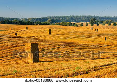Stubble field with bales of straw in the morning light, Brandenburg, Germany, summer landscape under a blue sky, rolling hills, Märkische Schweiz nature park Park, Europe View Large Photo Image Stock Photograph - Stubble field with bales of straw in the morning light, Brandenburg, Germany, summer landscape under a blue sky, rolling hills, Märkische Schweiz nature park Park, Europe. Fotosearch