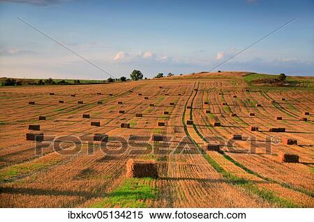 Stubble field with bales of straw in the evening light, summer landscape under blue sky, Saalekre ( Naturpark unteres Saaletal) is, Germany ( Sachsen-Anhalt) View Large Photo Image Stock Photography - Stubble field with bales of straw in the evening light, summer landscape under blue sky, Saalekre ( Naturpark unteres Saaletal) is, Germany ( Sachsen-Anhalt). Fotosearch