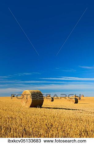 Stubble field with round bales of straw, summer landscape under blue sky, Germany ( Mecklenburg-Vorpommern) View Large Photo Image Stock Image - Stubble field with round bales of straw, summer landscape under blue sky, Germany ( Mecklenburg-Vorpommern). Fotosearch