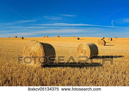 Stubble field with round bales of straw, summer landscape under blue sky, Germany ( Mecklenburg-Vorpommern) View Large Photo Image Stock Photography - Stubble field with round bales of straw, summer landscape under blue sky, Germany ( Mecklenburg-Vorpommern). Fotosearch