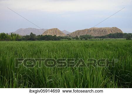 Stock Photo - Sugar cane field in front of Huaca Rajada, pyramid made of mud bricks, Adobe of the Moche culture, near Chiclayo, Lambayeque region, Peru, South America. Fotosearch