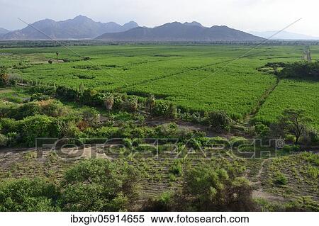Sugarcane fields, near Chiclayo, Lambayeque region, Peru, South America View Large Photo Image Stock Photography - Sugarcane fields, near Chiclayo, Lambayeque region, Peru, South America. Fotosearch