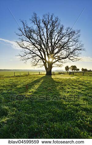 Stock Photo - Sun shines through large bare oak, morning light, Magdeburger Börde, Saxony-Anhalt, Germany, Europe. Fotosearch