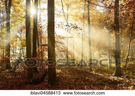 Stock Image - Sun shines through light-flooded beech forest in autumn, Ziegelroda Forest, Saxony-Anhalt, Germany, Europe. Fotosearch
