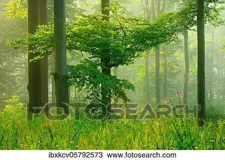 Stock Image - Sun shines through light spruce forest, soil overgrown with moss and fern, mountain range Deister, Lower Saxony Highlands, Niedersachsen, Germany, Europe. Fotosearch