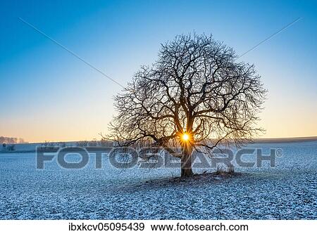 Sun shines through solitary horse chestnut Aesculus on field with little snow in winter, blue sky, Burgenlandkreis, Saxony-Anhalt, Germany, Europe View Large Photo Image Stock Photo - Sun shines through solitary horse chestnut Aesculus on field with little snow in winter, blue sky, Burgenlandkreis, Saxony-Anhalt, Germany, Europe. Fotosearch