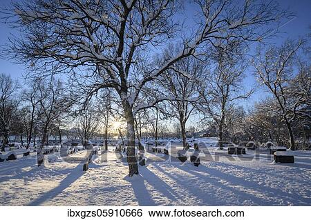 Sun shining through the branches of a tree in a snowy cemetery with many gravestones, Reipå, Nordland, Norway, Europe View Large Photo Image Stock Photograph - Sun shining through the branches of a tree in a snowy cemetery with many gravestones, Reipå, Nordland, Norway, Europe. Fotosearch