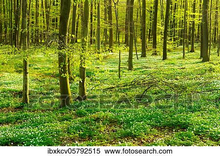 Sunny beech forest in early spring, flowering anemones cover the ground, Harz foreland, near Wippra, Mansfeld-South Harz, Germany, Europe View Large Photo Image Stock Photography - Sunny beech forest in early spring, flowering anemones cover the ground, Harz foreland, near Wippra, Mansfeld-South Harz, Germany, Europe. Fotosearch