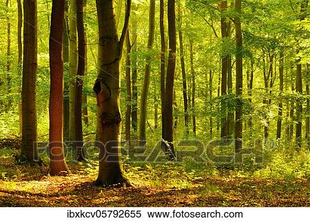 Sunny deciduous forest with oaks and beeches, Flechtinger Höhenzug, Saxony-Anhalt, Germany, Europe View Large Photo Image Stock Photography - Sunny deciduous forest with oaks and beeches, Flechtinger Höhenzug, Saxony-Anhalt, Germany, Europe. Fotosearch