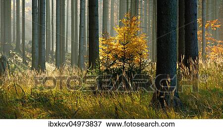 Sunny spruce forest in autumn, eastern Harz foreland, near Mansfeld, Saxony-Anhalt, Germany, Europe View Large Photo Image Stock Photo - Sunny spruce forest in autumn, eastern Harz foreland, near Mansfeld, Saxony-Anhalt, Germany, Europe. Fotosearch