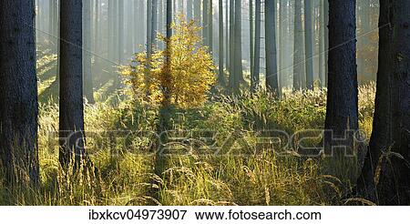 Sunny spruce forest in autumn, eastern Harz foreland, near Mansfeld, Saxony-Anhalt, Germany, Europe View Large Photo Image Stock Photo - Sunny spruce forest in autumn, eastern Harz foreland, near Mansfeld, Saxony-Anhalt, Germany, Europe. Fotosearch