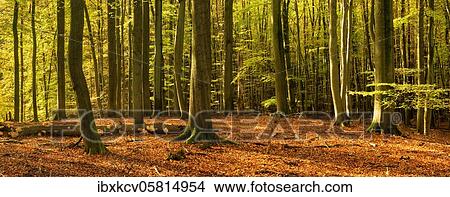 Picture - Sunny unspoilt beech forest in autumn, Müritz National Park, Mecklenburg-Vorpommern, Germany, Europe. Fotosearch
