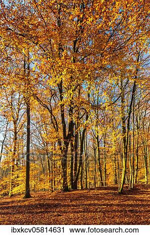 Stock Image - Sunny unspoilt beech forest in autumn, Müritz National Park, Mecklenburg-Vorpommern, Germany, Europe. Fotosearch