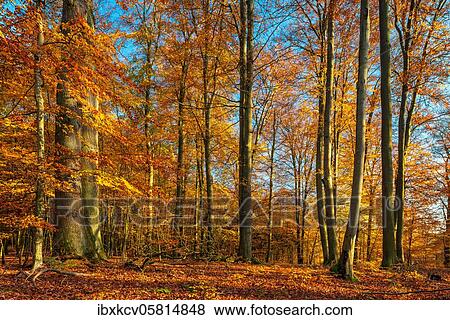 Sunny unspoilt beech forest in autumn, Müritz National Park, Mecklenburg-Vorpommern, Germany, Europe View Large Photo Image Stock Photo - Sunny unspoilt beech forest in autumn, Müritz National Park, Mecklenburg-Vorpommern, Germany, Europe. Fotosearch