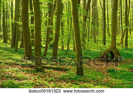Sunny unspoilt natural beech forest in spring, stilt tree, fresh green foliage, anemones in bloom, UNESCO World Natural Heritage Site, Hainich National Park, Thuringia View Large Photo Image Stock Image - Sunny unspoilt natural beech forest in spring, stilt tree, fresh green foliage, anemones in bloom, UNESCO World Natural Heritage Site, Hainich National Park, Thuringia. Fotosearch