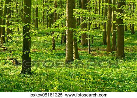 Sunny unspoilt natural beech forest in spring, fresh green foliage, anemones in bloom, UNESCO World Natural Heritage Site, Hainich National Park, Thuringia, Germany, Europe View Large Photo Image Stock Photography - Sunny unspoilt natural beech forest in spring, fresh green foliage, anemones in bloom, UNESCO World Natural Heritage Site, Hainich National Park, Thuringia, Germany, Europe. Fotosearch