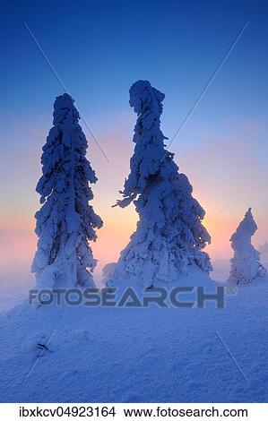 Sunrise on the Brocken in winter, dawn, fog, mountain spruces covered with deep snow, Harz National Park, Germany ( Sachsen-Anhalt) View Large Photo Image Picture - Sunrise on the Brocken in winter, dawn, fog, mountain spruces covered with deep snow, Harz National Park, Germany ( Sachsen-Anhalt). Fotosearch