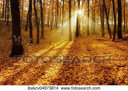 Sunshine and morning fog, deciduous forest in autumn, Ziegelrodaer Forst, Saxony-Anhalt, Germany, Europe View Large Photo Image Picture - Sunshine and morning fog, deciduous forest in autumn, Ziegelrodaer Forst, Saxony-Anhalt, Germany, Europe. Fotosearch