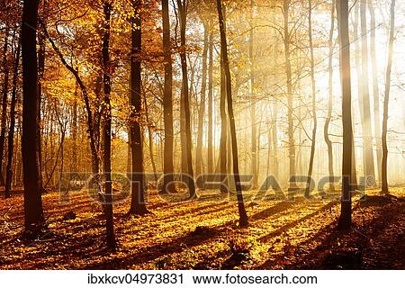 Sunshine and morning fog, deciduous forest in autumn, Ziegelrodaer Forst, Saxony-Anhalt, Germany, Europe View Large Photo Image Stock Image - Sunshine and morning fog, deciduous forest in autumn, Ziegelrodaer Forst, Saxony-Anhalt, Germany, Europe. Fotosearch