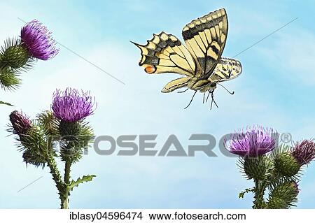 Picture - Swallowtail (Papilio machaon), in flight, Germany, Europe. Fotosearch