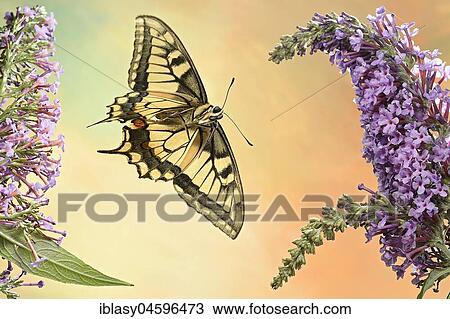 Swallowtail (Papilio machaon), in flight, Germany, Europe View Large Photo Image Stock Image - Swallowtail (Papilio machaon), in flight, Germany, Europe. Fotosearch