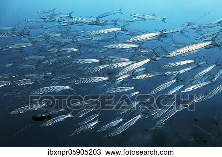 Swarm Blackfin barracuda (Sphyraena qenie), swimming over coral reef, Andaman Sea, Mu Ko Similan National Park, Similan Islands, Phang Nga Province, Thailand, Asia View Large Photo Image Stock Image - Swarm Blackfin barracuda (Sphyraena qenie), swimming over coral reef, Andaman Sea, Mu Ko Similan National Park, Similan Islands, Phang Nga Province, Thailand, Asia. Fotosearch