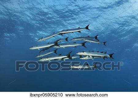 Swarm Blackfin barracuda (Sphyraena qenie) Barracuda swimming in the open sea, Andaman Sea, Mu Ko Similan National Park, Similan Islands, Phang Nga Province, Thailand, Asia View Large Photo Image Stock Image - Swarm Blackfin barracuda (Sphyraena qenie) Barracuda swimming in the open sea, Andaman Sea, Mu Ko Similan National Park, Similan Islands, Phang Nga Province, Thailand, Asia. Fotosearch