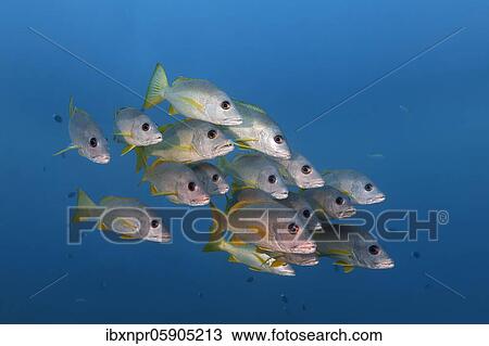 Swarm Ehrenberg's Snapper (Lutjanus monostigma) swims in the open sea, Swarm Andaman Sea, Mu Ko Similan National Park, Similan Islands, Phang Nga Province, Thailand, Asia View Large Photo Image Stock Image - Swarm Ehrenberg's Snapper (Lutjanus monostigma) swims in the open sea, Swarm Andaman Sea, Mu Ko Similan National Park, Similan Islands, Phang Nga Province, Thailand, Asia. Fotosearch