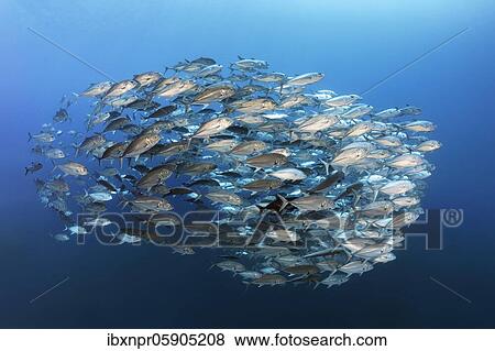 Swarm of spiny mackerel (Caranx sexfasciatus) swimming in the open sea, Andaman Sea, Mu Ko Similan National Park, Similan Islands, Phang Nga Province, Thailand, Asia View Large Photo Image Stock Photo - Swarm of spiny mackerel (Caranx sexfasciatus) swimming in the open sea, Andaman Sea, Mu Ko Similan National Park, Similan Islands, Phang Nga Province, Thailand, Asia. Fotosearch