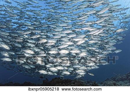Swarm of spiny mackerel (Caranx sexfasciatus) swimming over coral reef, Andaman Sea, Mu Ko Similan National Park, Similan Islands, Phang Nga Province, Thailand, Asia View Large Photo Image Stock Photo - Swarm of spiny mackerel (Caranx sexfasciatus) swimming over coral reef, Andaman Sea, Mu Ko Similan National Park, Similan Islands, Phang Nga Province, Thailand, Asia. Fotosearch