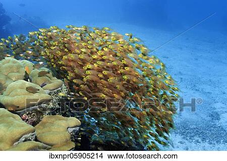 Picture - Swarm Pigmy sweeper (Parapriacanthus ransonneti) or gold-glass fish, Andaman Sea, Mu Ko Similan National Park, Similan Islands, Phang Nga Province, Thailand, Asia. Fotosearch