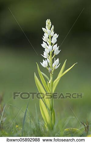 Stock Photo - Sword-leaved ( Cephalanthera longifolia) forest bird in bloom, orchid, dam, Lower Saxony, Germany, Europe. Fotosearch