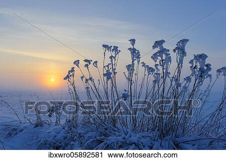 Tansy ( Tanacetum vulgare) in the snow in front of sunset, winter evening, Vechta, Lower Saxony, Germany, Europe View Large Photo Image Stock Image - Tansy ( Tanacetum vulgare) in the snow in front of sunset, winter evening, Vechta, Lower Saxony, Germany, Europe. Fotosearch
