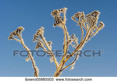 Tansy ( Tanacetum vulgare) with hoarfrost, winter, Lower Saxony, Germany, Europe View Large Photo Image Stock Image - Tansy ( Tanacetum vulgare) with hoarfrost, winter, Lower Saxony, Germany, Europe. Fotosearch