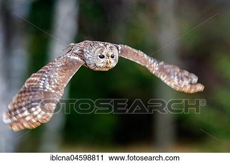 Stock Image - Tawny owl (Strix aluco) in flight, aerial photograph, Hesse, Germany, Europe. Fotosearch