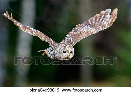 Stock Photo - Tawny owl (Strix aluco) in flight, aerial photograph, Hesse, Germany, Europe. Fotosearch