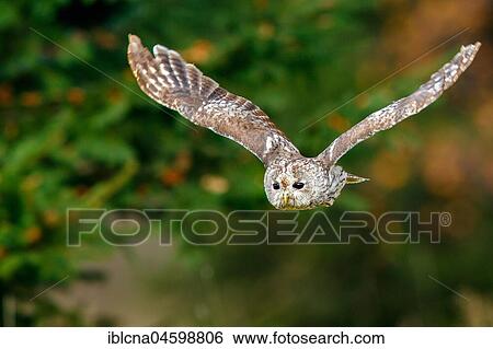 Stock Photograph - Tawny owl (Strix aluco) in flight, aerial photograph, Hesse, Germany, Europe. Fotosearch