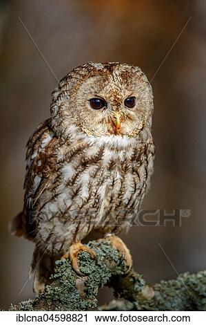 Tawny owl (Strix aluco) on raised hide, aerial photograph, Hesse, Germany, Europe View Large Photo Image Stock Image - Tawny owl (Strix aluco) on raised hide, aerial photograph, Hesse, Germany, Europe. Fotosearch