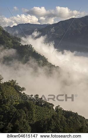 Stock Photo - Tea plantation in front of clouds and mountains, Nantou, Taiwan, China, Asia. Fotosearch