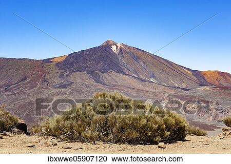 Teide Broom (Cytisus supranubius) with the Teide, Teide National Park, Tenerife, Canary Islands, Spain, Europe View Large Photo Image Stock Image - Teide Broom (Cytisus supranubius) with the Teide, Teide National Park, Tenerife, Canary Islands, Spain, Europe. Fotosearch