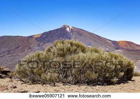 Stock Image - Teide Broom (Cytisus supranubius) with the Teide, Teide National Park, Tenerife, Canary Islands, Spain, Europe. Fotosearch