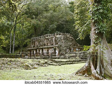Temple, Yaxchilan, Maya Site, Selva Lacandona, State of Chiapas, Mexico, Central America View Large Photo Image Stock Photography - Temple, Yaxchilan, Maya Site, Selva Lacandona, State of Chiapas, Mexico, Central America. Fotosearch