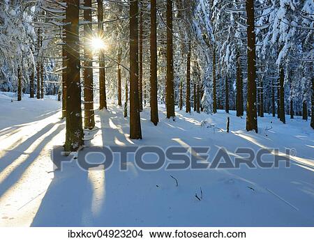 Picture - The sun shines through deep snowy spruce forest in winter, Harz National Park, Germany ( Niedersachsen). Fotosearch